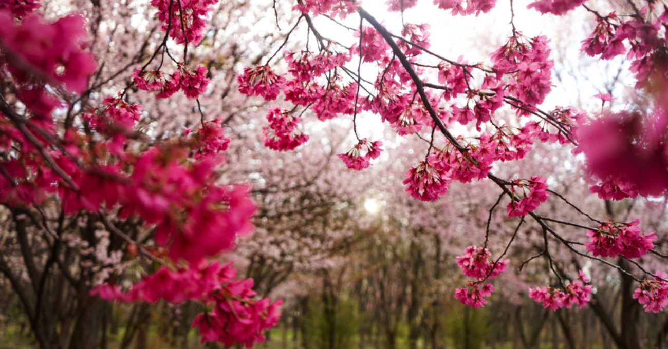 Cherry blossoms 2021-136